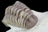 Bargain, Paciphacops Trilobite - Oklahoma #95711-3